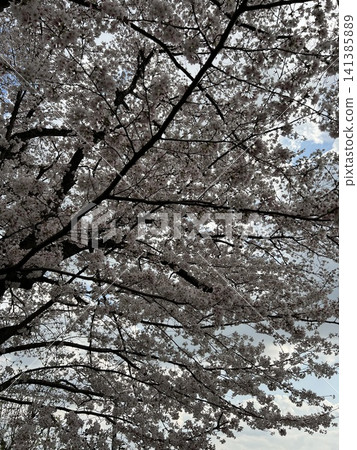 cherry blossom, cherry tree, spring 141385889