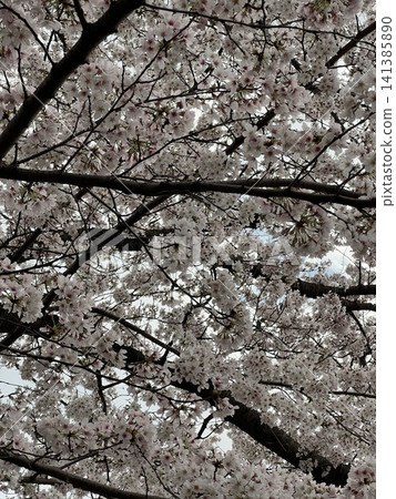 cherry blossom, cherry tree, spring 141385890