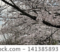 櫻花 櫻 賞櫻 141385893