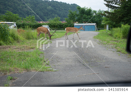 Deer in a rural town Deer in a rural town 141385914
