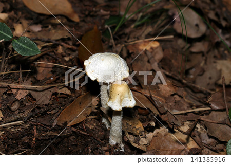 White poisonous mushrooms of the genus Amanita virosa in the dark forest floor (Macro photography of Japanese natural fungi and mushroom ecology) White poisonous mushrooms of the genus Amanita virosa in the dark forest floor (Macro photography of Japanese natural fungi and mushroom ecology) 141385916