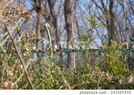 A bird A bird 141385970