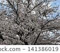 櫻花 櫻 賞櫻 141386019
