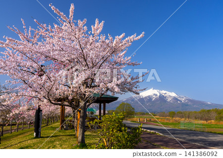 A row of Somei Yoshino cherry trees and the view of snow-capped Mt. Iwaki at Iwakigawa Tsuruju Sakurazutsumi Park in Tsuruta Hayase, Tsuruta-machi, Kitatsugaru-gun, Aomori Prefecture. A row of Somei Yoshino cherry trees and the view of snow-capped Mt. Iwaki at Iwakigawa Tsuruju Sakurazutsumi Park in Tsuruta Hayase, Tsuruta-machi, Kitatsugaru-gun, Aomori Prefecture. 141386092