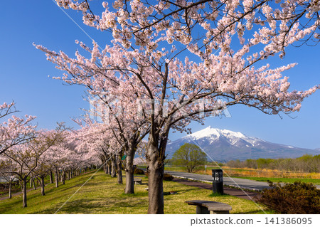 A row of Somei Yoshino cherry trees and the view of snow-capped Mt. Iwaki at Iwakigawa Tsuruju Sakurazutsumi Park in Tsuruta Hayase, Tsuruta-machi, Kitatsugaru-gun, Aomori Prefecture. A row of Somei Yoshino cherry trees and the view of snow-capped Mt. Iwaki at Iwakigawa Tsuruju Sakurazutsumi Park in Tsuruta Hayase, Tsuruta-machi, Kitatsugaru-gun, Aomori Prefecture. 141386095