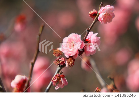 Ritsurin Garden in spring colors (late February, plum blossoms) Ritsurin Garden in spring colors (late February, plum blossoms) 141386240