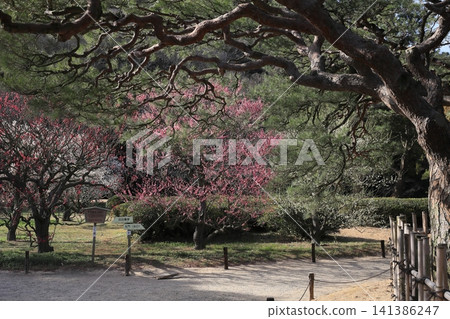 Ritsurin Garden in spring colors (late February - plum and pine trees) Ritsurin Garden in spring colors (late February - plum and pine trees) 141386247