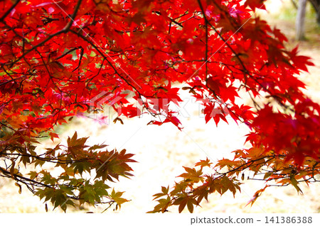 A bright maple tree with bright red leaves A bright maple tree with bright red leaves 141386388