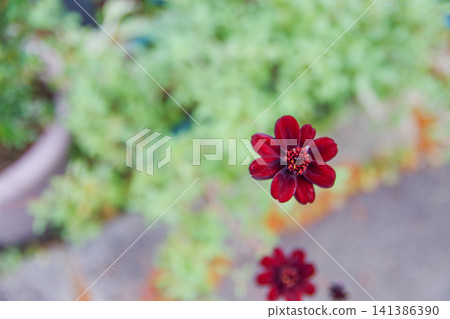 Chocolate cosmos, a perennial plant native to Mexico, is reddish-purple in color. Chocolate cosmos, a perennial plant native to Mexico, is reddish-purple in color. 141386390