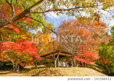 The autumn foliage forest in Nogata City, Fukuoka Prefecture, boasts beautiful gradients of colors. The autumn foliage forest in Nogata City, Fukuoka Prefecture, boasts beautiful gradients of colors. 141386411
