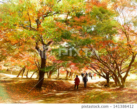 The autumn foliage forest in Nogata City, Fukuoka Prefecture, boasts beautiful gradients of colors. The autumn foliage forest in Nogata City, Fukuoka Prefecture, boasts beautiful gradients of colors. 141386412