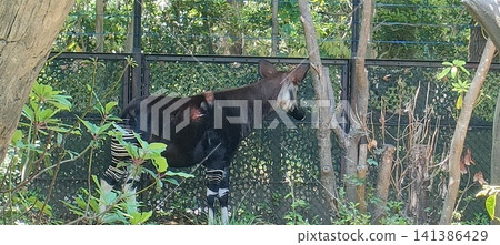 一種名為霍加狓的動物 一種名為霍加狓的動物 141386429