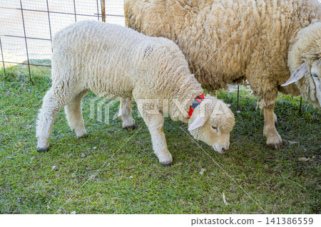 A white lamb with a red collar is eating grass. A white lamb with a red collar is eating grass. 141386559