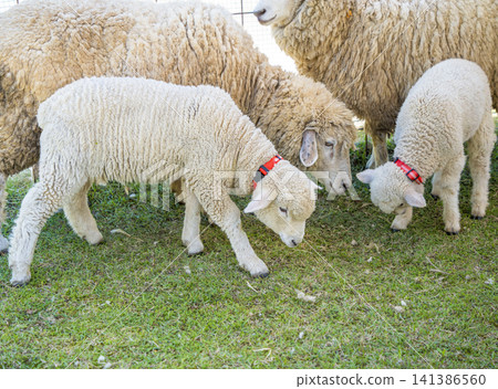 A white lamb with a red collar is eating grass. A white lamb with a red collar is eating grass. 141386560
