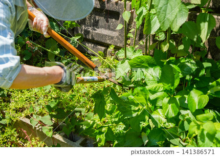 A woman mowing weeds in a garden overgrown with them. A woman mowing weeds in a garden overgrown with them. 141386571