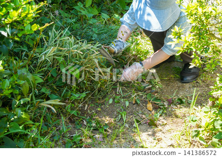A woman weeding a garden overgrown with weeds 141386572