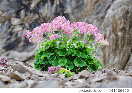 Blooming Adenostyles Glabra Plant Growing Among Rocky Terrain Blooming Adenostyles Glabra Plant Growing Among Rocky Terrain 141386590