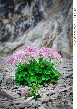 Cluster of pink Adenostyles glabra flowers growing on rocky mountain terrain Cluster of pink Adenostyles glabra flowers growing on rocky mountain terrain 141386596