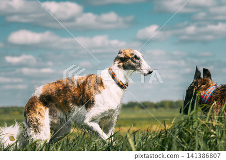 Two Russian Dogs, Borzoi At Summer Sunny Day. Russian Hunted Dogs At Meadow Or Field. Summer Season. Bright Blue Shine Sky. Russkaya Psovaya Borzaya, Psovoi On Summer Grass Two Russian Dogs, Borzoi At Summer Sunny Day. Russian Hunted Dogs At Meadow Or Field. Summer Season. Bright Blue Shine Sky. Russkaya Psovaya Borzaya, Psovoi On Summer Grass 141386807