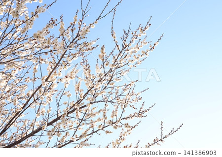 梅花告訴春天 141386903