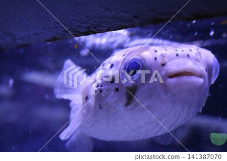 Puffer fish Puffer fish 141387070