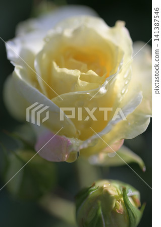 Yellowish-white roses are blooming in the rose garden. Yellowish-white roses are blooming in the rose garden. 141387546
