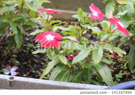 Red vinca flowers in bloom Red vinca flowers in bloom 141387999