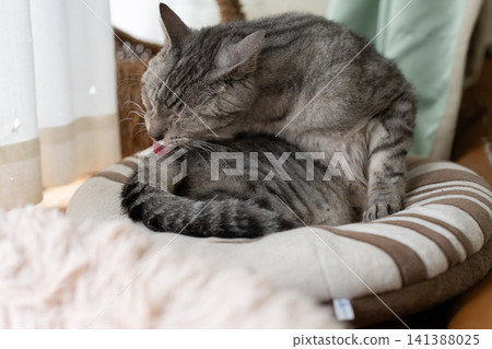 Sabatra cat, a cat that grooms hair Sabatra cat, a cat that grooms hair 141388025