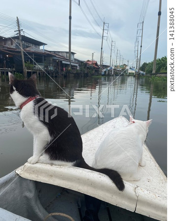 Cat on a boat Cat on a boat 141388045