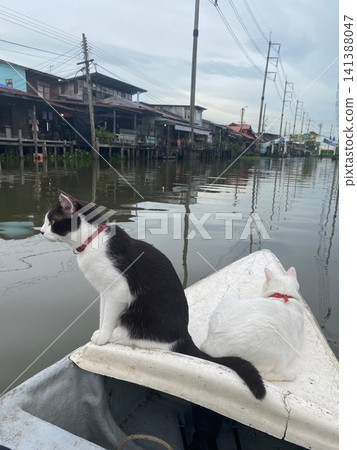 Sightseeing by boat with cats Sightseeing by boat with cats 141388047