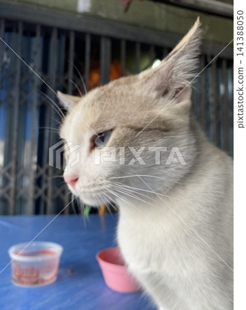 A sulky cat's face A sulky cat's face 141388050