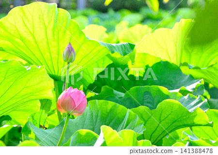 上野公園忍者池塘荷花 上野公園忍者池塘荷花 141388478