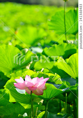 Ueno Park Shinobazu Pond Lotus Flower Ueno Park Shinobazu Pond Lotus Flower 141388483
