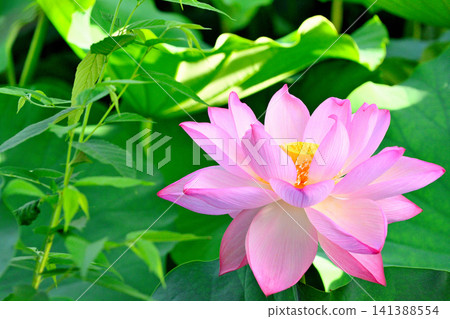 Ueno Park Shinobazu Pond Lotus Flower Ueno Park Shinobazu Pond Lotus Flower 141388554