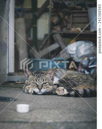 A cat to take a nap A cat to take a nap 141388563
