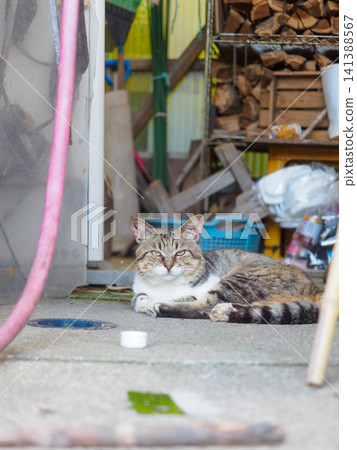 A cat lying down and looking at the camera A cat lying down and looking at the camera 141388567
