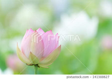 蓮花 蓮花 141388627
