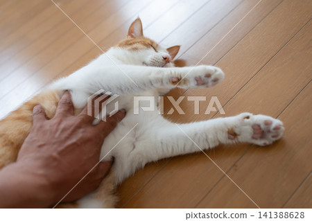 撫摸貓的肚子-一隻虎斑白貓 撫摸貓的肚子-一隻虎斑白貓 141388628
