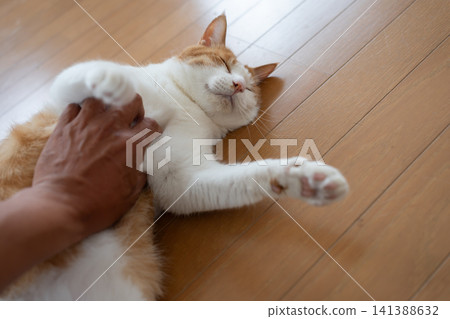 Stroking a cat's belly - a tabby and white cat Stroking a cat's belly - a tabby and white cat 141388632