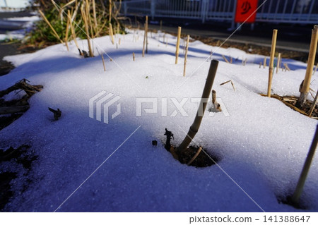 Snow scene Snow scene 141388647
