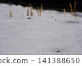Snow scene 141388650