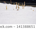 Snow scene 141388651
