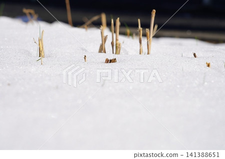 Snow scene Snow scene 141388651