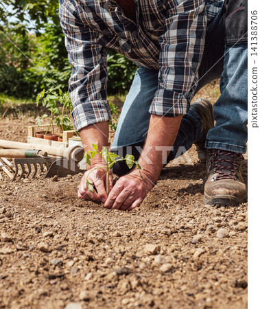 Planting tomato seedlings in the ground by hand. Agriculture. Planting tomato seedlings in the ground by hand. Agriculture. 141388706