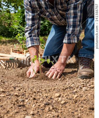 Planting tomato seedlings in the ground by hand. Agriculture. Planting tomato seedlings in the ground by hand. Agriculture. 141388707