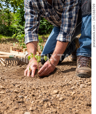 Planting tomato seedlings in the ground by hand. Agriculture. Planting tomato seedlings in the ground by hand. Agriculture. 141388709