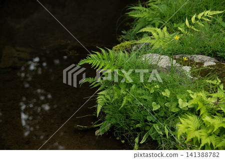 重要文化遺產:巴巴家族故居-清澈的溪流和花園裡鬱鬱蔥蔥的綠植。 重要文化遺產:巴巴家族故居-清澈的溪流和花園裡鬱鬱蔥蔥的綠植。 141388782
