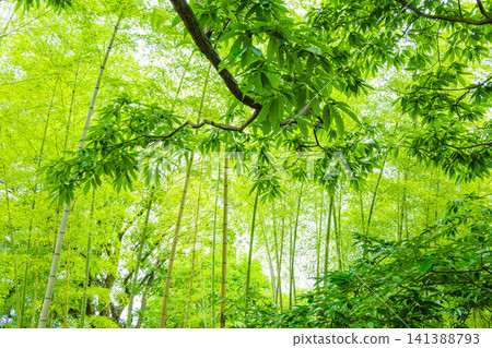 一片竹林，竹葉翠綠，樹木枝條繁葉茂。 141388793