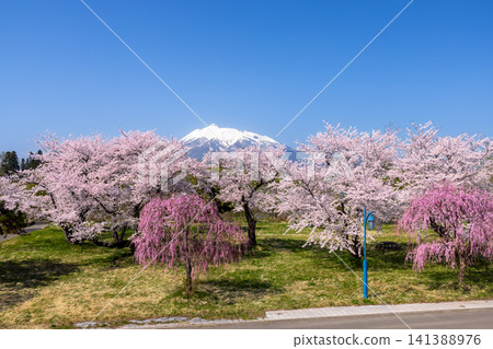 Iwaki River Riverside Park, Itayanagi Town, Kitatsugaru District, Aomori Prefecture: A row of Somei Yoshino cherry trees in full bloom, weeping cherry trees, and the view of Mount Iwaki with its remaining snow. Iwaki River Riverside Park, Itayanagi Town, Kitatsugaru District, Aomori Prefecture: A row of Somei Yoshino cherry trees in full bloom, weeping cherry trees, and the view of Mount Iwaki with its remaining snow. 141388976