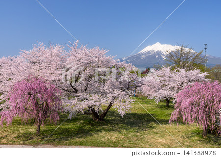 Iwaki River Riverside Park, Itayanagi Town, Kitatsugaru District, Aomori Prefecture: A row of Somei Yoshino cherry trees in full bloom, weeping cherry trees, and the view of Mount Iwaki with its remaining snow. Iwaki River Riverside Park, Itayanagi Town, Kitatsugaru District, Aomori Prefecture: A row of Somei Yoshino cherry trees in full bloom, weeping cherry trees, and the view of Mount Iwaki with its remaining snow. 141388978